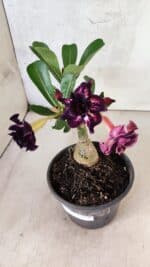 ENXERTO 12576 – 20cm (cor LM 916) - Imagem 6