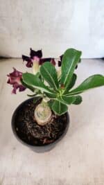 ENXERTO 12576 – 20cm (cor LM 916) - Imagem 5