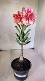 ENXERTO 12577 – 20cm (cor LM 402) - Imagem 2