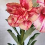 ENXERTO 12577 – 20cm (cor LM 402)