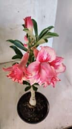 ENXERTO 12577 – 20cm (cor LM 402) - Imagem 5