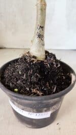 ENXERTO 12577 – 20cm (cor LM 402) - Imagem 8