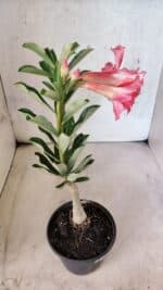 ENXERTO 12577 – 20cm (cor LM 402) - Imagem 7