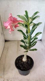 ENXERTO 12577 – 20cm (cor LM 402) - Imagem 6