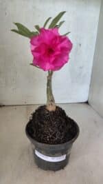 ENXERTO 12578 – 20cm (cor LM 04) - Imagem 2