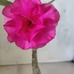 ENXERTO 12578 – 20cm (cor LM 04)