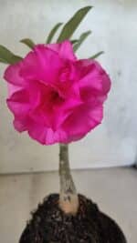 ENXERTO 12578 – 20cm (cor LM 04)