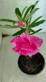 ENXERTO 12578 – 20cm (cor LM 04) - Imagem 4