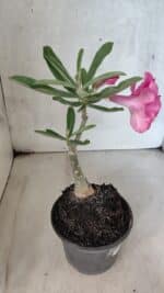 ENXERTO 12578 – 20cm (cor LM 04) - Imagem 5