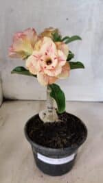 ENXERTO 12579 – 20cm (cor LM 1013)