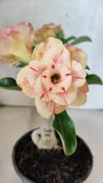 ENXERTO 12579 – 20cm (cor LM 1013) - Imagem 3