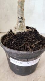 ENXERTO 12579 – 20cm (cor LM 1013) - Imagem 7