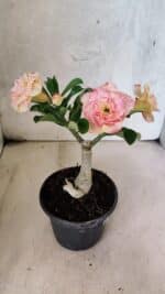 ENXERTO 12579 – 20cm (cor LM 1013) - Imagem 5