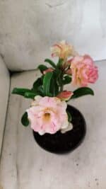 ENXERTO 12579 – 20cm (cor LM 1013) - Imagem 4