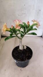 ENXERTO 12579 – 20cm (cor LM 1013) - Imagem 6