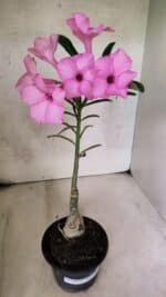 ENXERTO 12580 – 25cm (cor LM 512) - Imagem 2