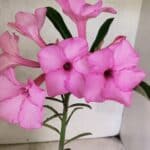 ENXERTO 12580 – 25cm (cor LM 512)