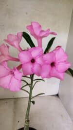 ENXERTO 12580 – 25cm (cor LM 512)