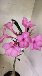 ENXERTO 12580 – 25cm (cor LM 512) - Imagem 7