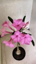 ENXERTO 12580 – 25cm (cor LM 512) - Imagem 5