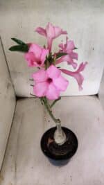 ENXERTO 12580 – 25cm (cor LM 512) - Imagem 4