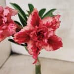 ENXERTO 12581 – 20cm (cor LM 969)