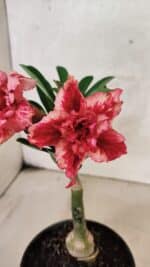 ENXERTO 12581 – 20cm (cor LM 969)