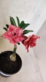 ENXERTO 12581 – 20cm (cor LM 969) - Imagem 4