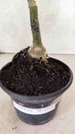 ENXERTO 12581 – 20cm (cor LM 969) - Imagem 8