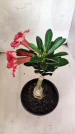 ENXERTO 12581 – 20cm (cor LM 969) - Imagem 7