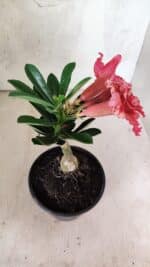 ENXERTO 12581 – 20cm (cor LM 969) - Imagem 6