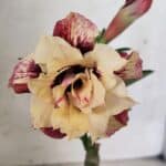 ENXERTO 12582 – 20cm (cor LM 827)