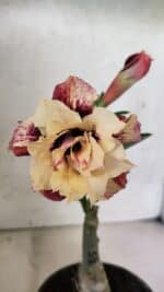 ENXERTO 12582 – 20cm (cor LM 827)