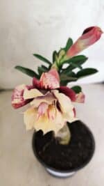 ENXERTO 12582 – 20cm (cor LM 827) - Imagem 4