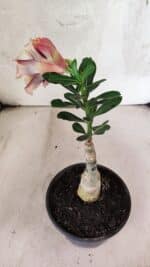 ENXERTO 12582 – 20cm (cor LM 827) - Imagem 6