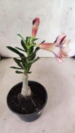 ENXERTO 12582 – 20cm (cor LM 827) - Imagem 5