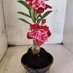 ENXERTO 12583 – 20cm (cor LM 850)