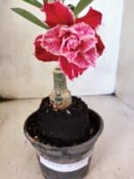 ENXERTO 12583 – 20cm (cor LM 850) - Imagem 3