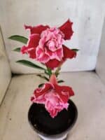 ENXERTO 12583 – 20cm (cor LM 850) - Imagem 4