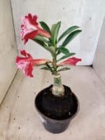 ENXERTO 12583 – 20cm (cor LM 850) - Imagem 5