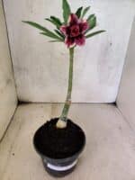 ENXERTO 12584 – 20cm (cor LM 1007) - Imagem 2