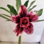 ENXERTO 12584 – 20cm (cor LM 1007)