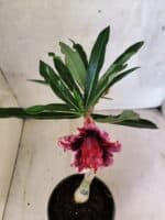 ENXERTO 12584 – 20cm (cor LM 1007) - Imagem 4