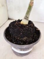 ENXERTO 12584 – 20cm (cor LM 1007) - Imagem 6