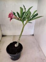 ENXERTO 12584 – 20cm (cor LM 1007) - Imagem 5