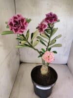 ENXERTO 12585 – 30cm (cor LM 741 e LM 1013)