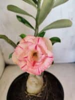 ENXERTO 12585 – 30cm (cor LM 741 e LM 1013) - Imagem 4