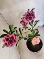 ENXERTO 12585 – 30cm (cor LM 741 e LM 1013) - Imagem 5