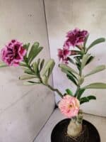 ENXERTO 12585 – 30cm (cor LM 741 e LM 1013) - Imagem 8