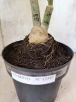 ENXERTO 12585 – 30cm (cor LM 741 e LM 1013) - Imagem 10